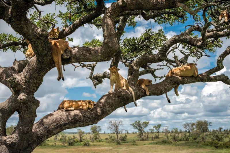 Serengeti szafari program pihenéssel Zanzibár szigetén - 2027. január