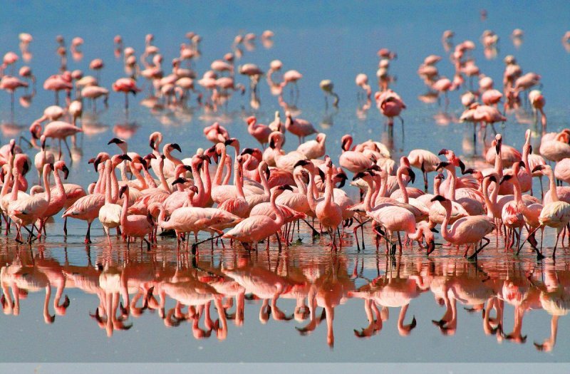 Serengeti szafari program pihenéssel Zanzibár szigetén - 2027. január