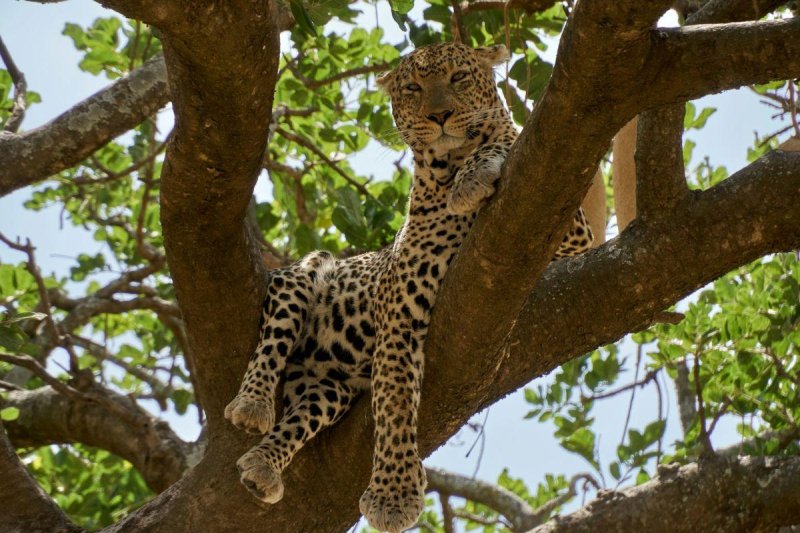Serengeti szafari program pihenéssel Zanzibár szigetén - 2027. január