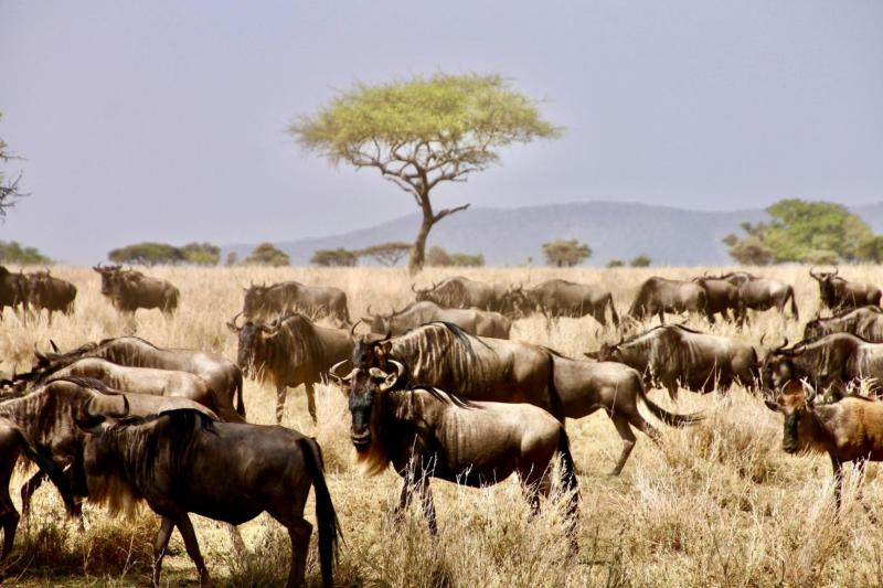 Serengeti szafari program pihenéssel Zanzibár szigetén - 2027. március
