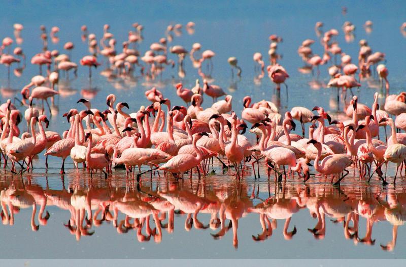 Serengeti szafari program pihenéssel Zanzibár szigetén - 2027. március