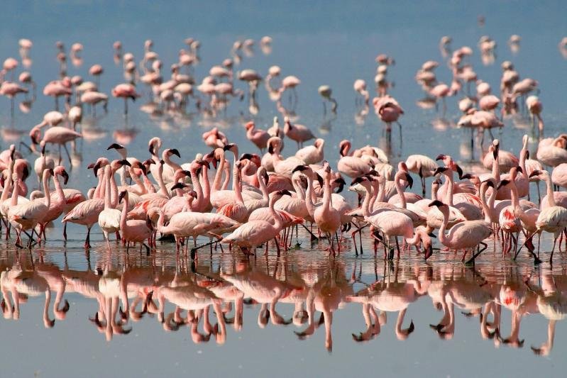 Serengeti szafari program pihenéssel Zanzibár szigetén - csoportos körutazás tengerparti pihenéssel