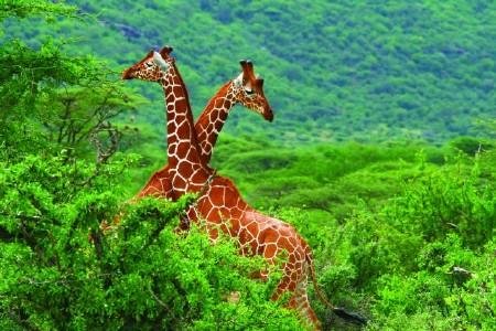 Serengeti szafari program pihenéssel Zanzibár szigetén - csoportos körutazás tengerparti pihenéssel