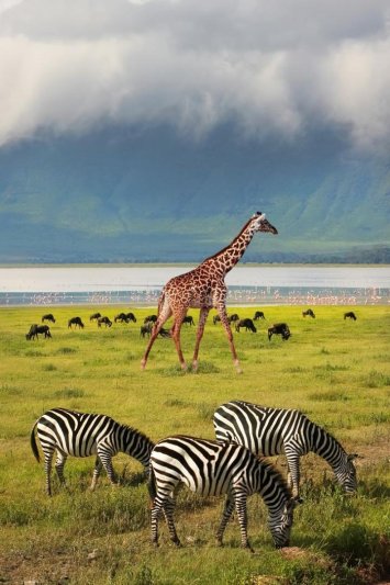 Serengeti szafari program pihenéssel Zanzibár szigetén