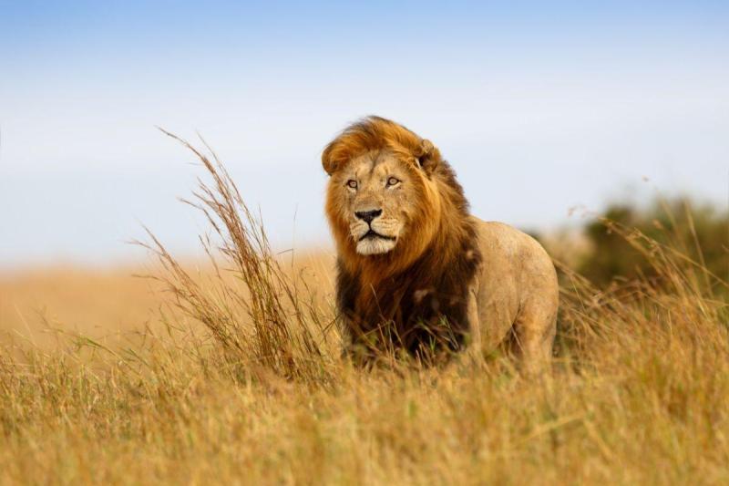 Serengeti szafari program pihenéssel Zanzibár szigetén