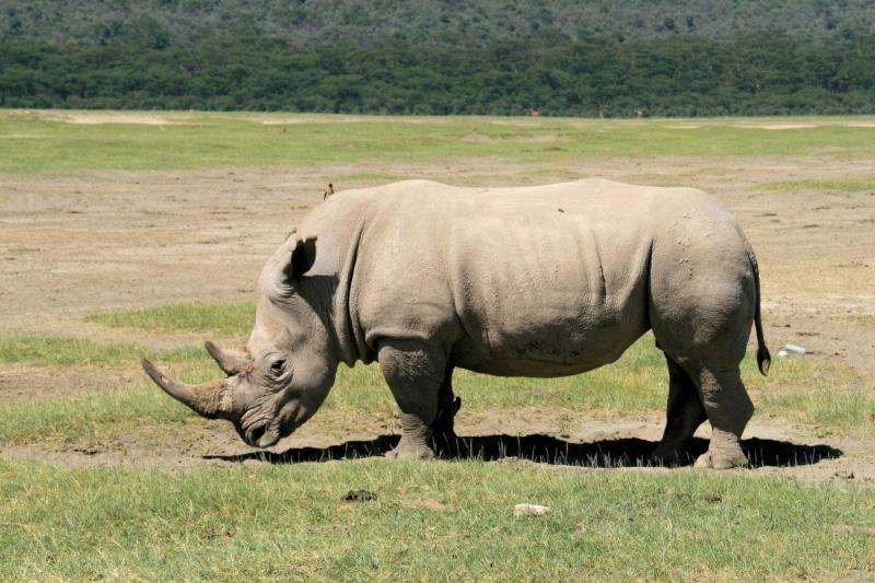 Serengeti szafari program pihenéssel Zanzibár szigetén