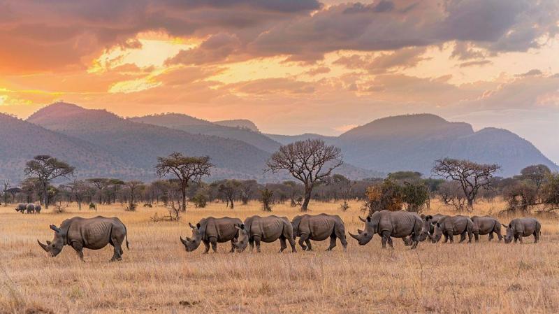 Serengeti szafari program pihenéssel Zanzibár szigetén