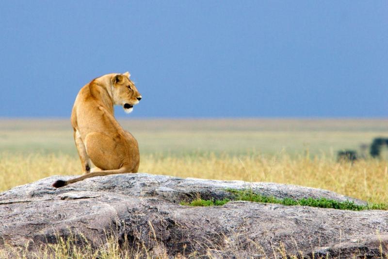 Serengeti szafari program pihenéssel Zanzibár szigetén