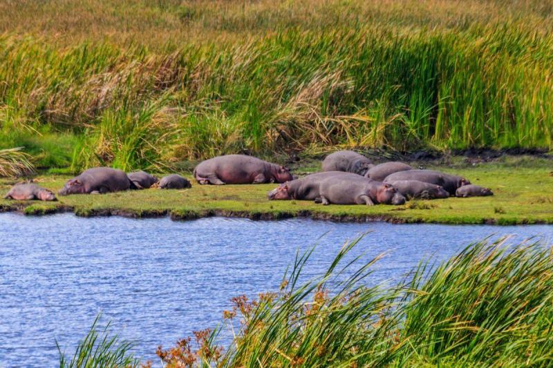 Serengeti szafari program pihenéssel Zanzibár szigetén
