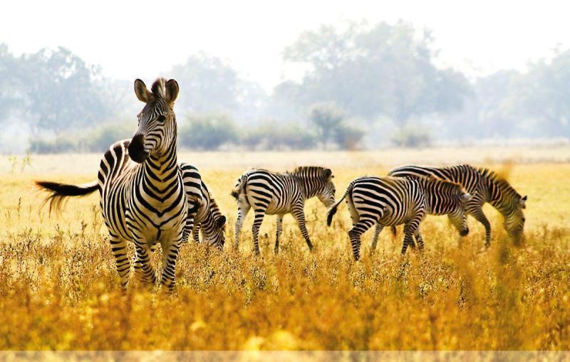 Serengeti szafari program pihenéssel Zanzibár szigetén