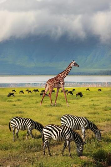 Serengeti szafari program pihenéssel Zanzibár szigetén