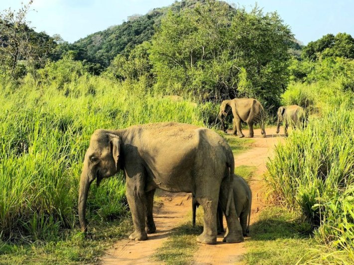 Srí Lanka - Ceylon aranya - őszi szünet a Smaragd-szigeten - kiscsoportos körutazás