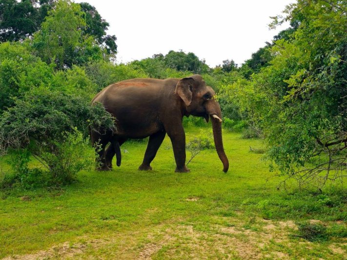 Srí Lanka csodái és maldív-szigeteki pihenés - kiscsoportos körutazás tengerparti pihenéssel