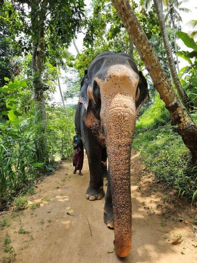 Srí Lanka csodái és maldív-szigeteki pihenés - kiscsoportos körutazás tengerparti pihenéssel