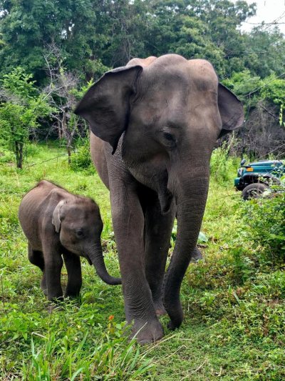 Srí Lanka csodái és maldív-szigeteki pihenés - kiscsoportos körutazás tengerparti pihenéssel