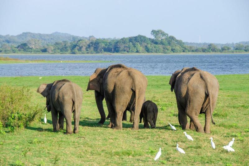 Srí Lanka körutazás Maldív-szigeteki pihenéssel, Dubaji villámlátogatással - 2027. március