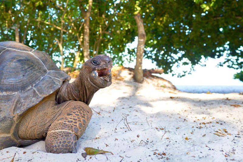 Szépséges Seychelle-szigetek - csoportos körutazás tengerparti pihenéssel 2026. július