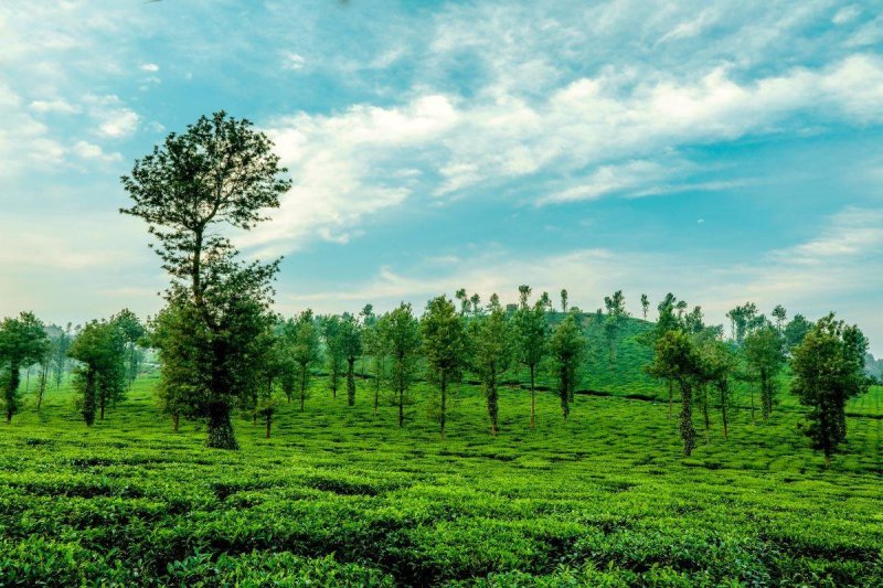 Természetes harmónia Keralában - jóga, nyugalom és új energiák