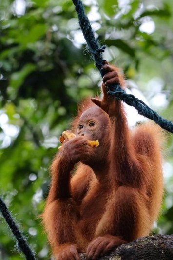 Vakáció Malajziában szingapúri kalandozással és tengerparti pihenéssel Tioman trópusi szigetén