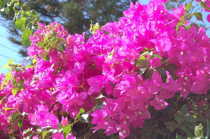 Kréta Gouves utazás Dimitra apartmanház