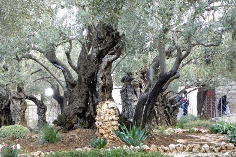 Izrael Körutazás Debrecenből Vagy Budapestről
