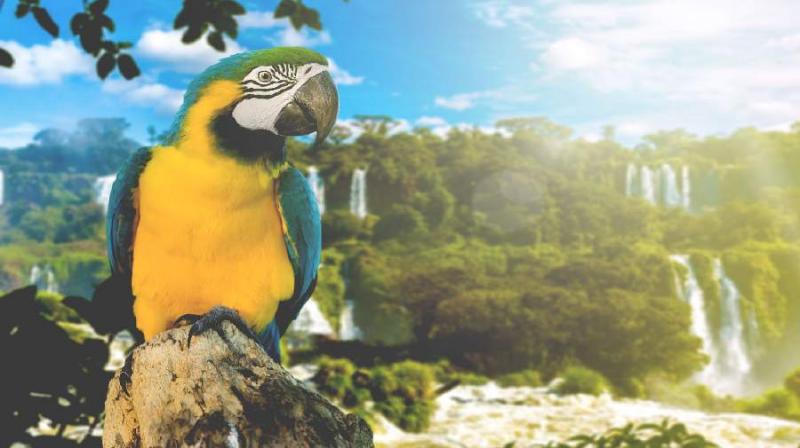 A Tangótól A Szambáig - Brazília - Argentína - Csoportos Körutazás