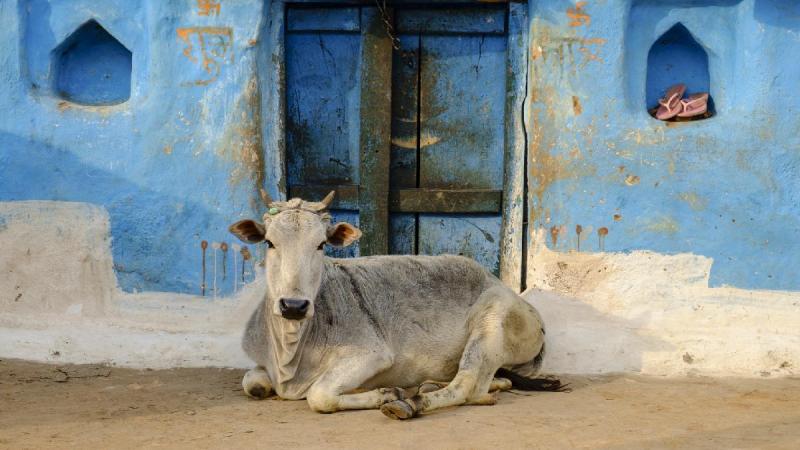 India - Rajasthan csoportos körutazás