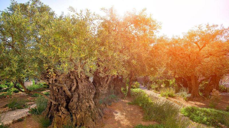 Körutazás Izraelben, a Szenföld felfedezése