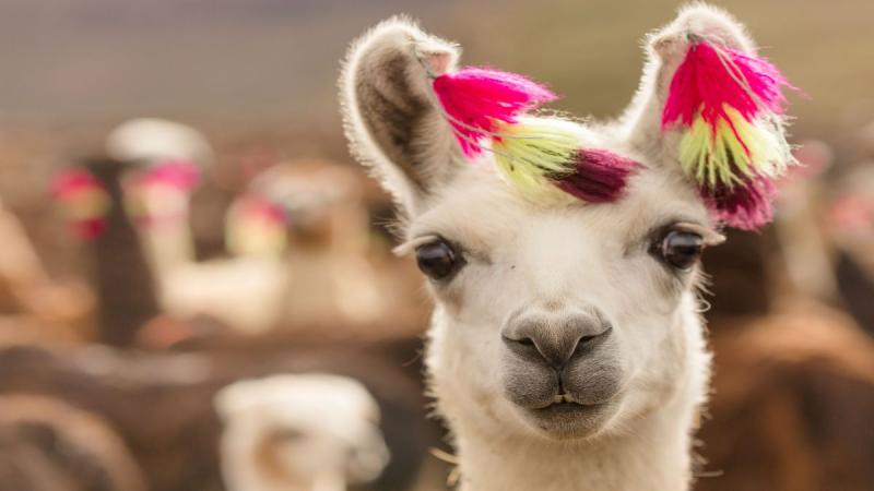 Peru körutazás Peru - Bolívia