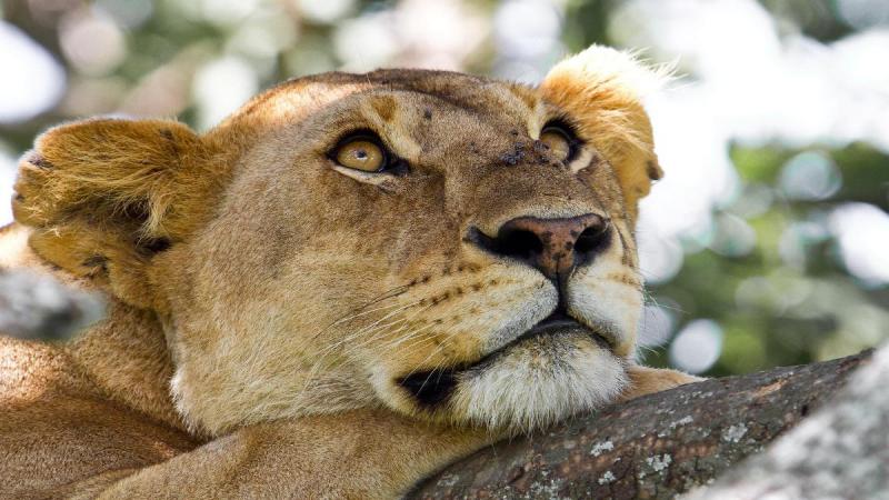 Tanzánia és Zanzibár - körutazás angol nyelvű idegenvezetéssel