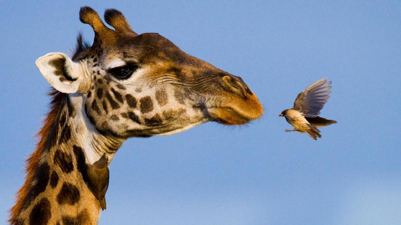 Tanzánia és Zanzibár - körutazás angol nyelvű idegenvezetéssel