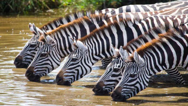 Tanzánia és Zanzibár - körutazás angol nyelvű idegenvezetéssel