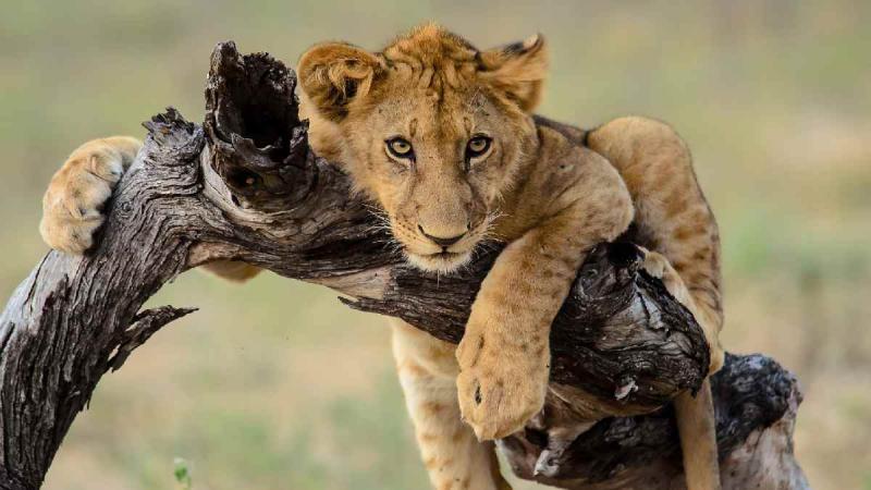 Tanzánia és Zanzibár - körutazás angol nyelvű idegenvezetéssel