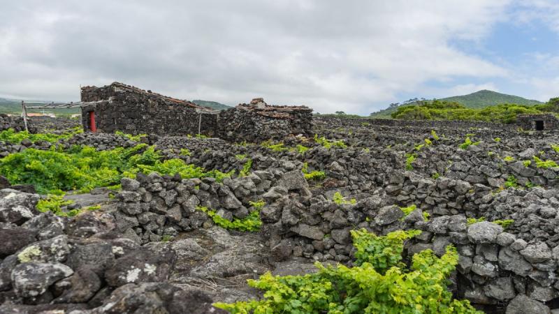 Azori-szigetek utazás Sao Miguel Faial Pico
