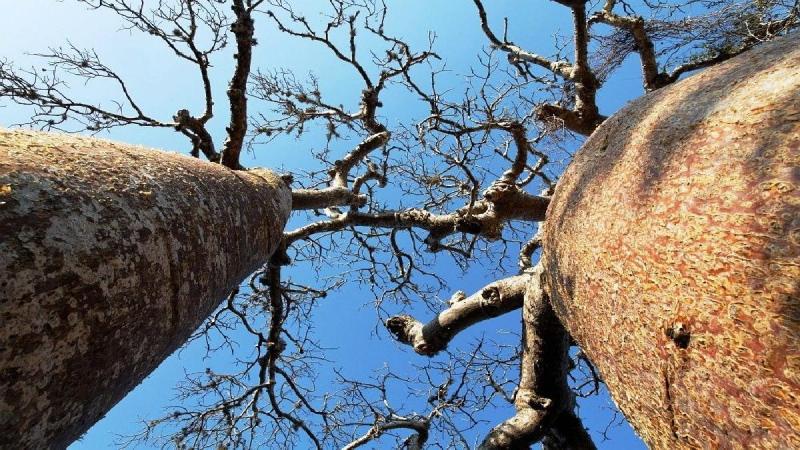 Best Of Madagaszkár - Egyéni Körutazás