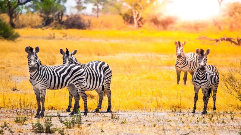 Botswana És A Viktória-vízesés