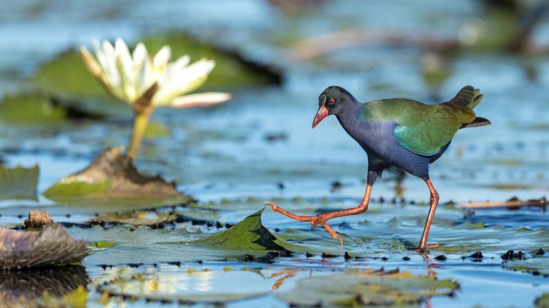 Botswana És A Viktória-vízesés