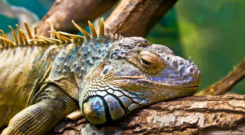 Ecuador, Amazónia és a Galápagos-szigetek