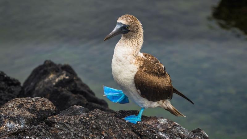 Ecuador, Amazónia és a Galápagos-szigetek