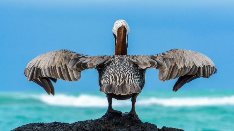 Ecuador, Amazónia és a Galápagos-szigetek