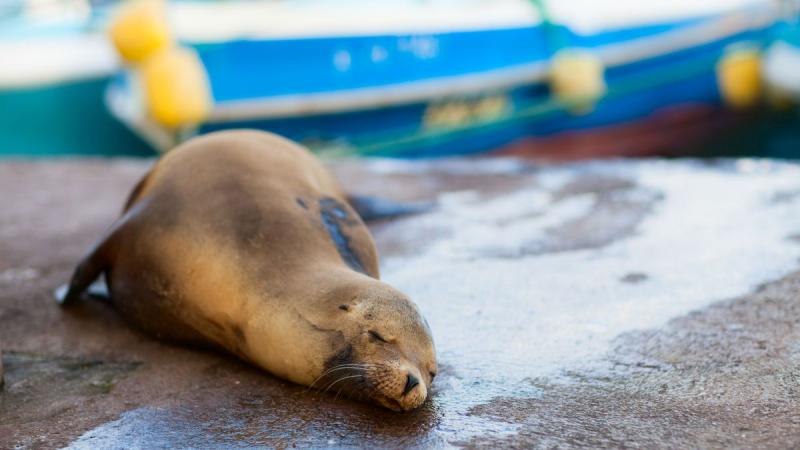 Ecuador, Amazónia és a Galápagos-szigetek
