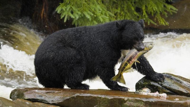 Nyugat-kanadai Nemzeti Parkok körutazás