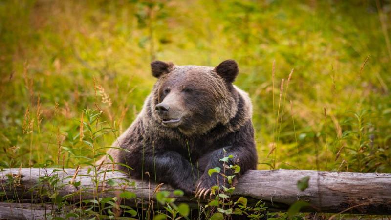 Nyugat-kanadai Nemzeti Parkok körutazás