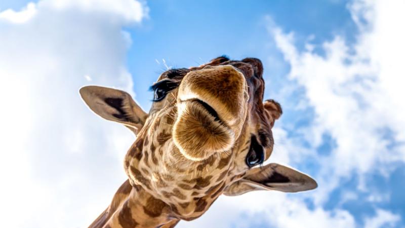 Zambia És Malawi - Livingstone Nyomában - Egyéni körutazás