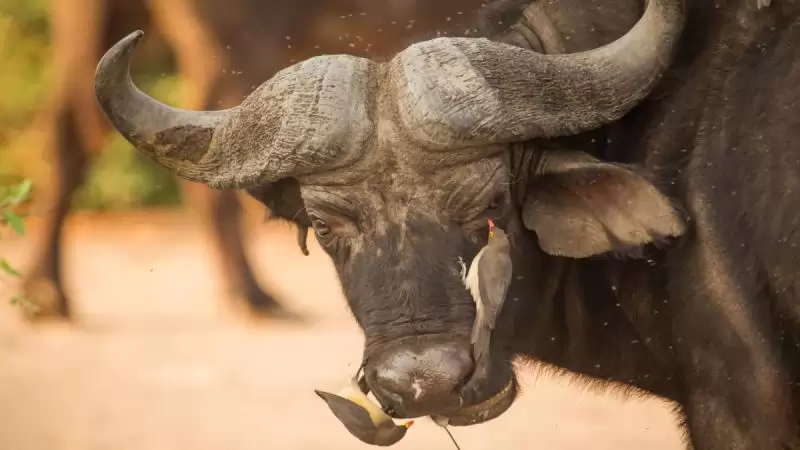 Zambia – Namíbia – Botswana körutazás