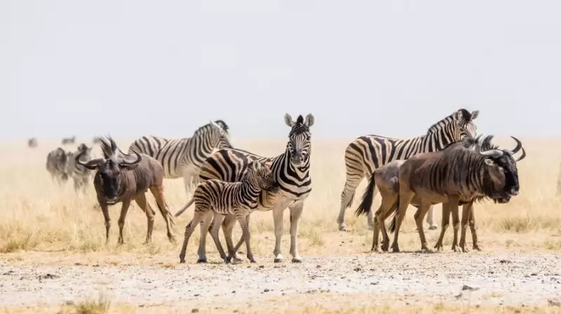 Zambia – Namíbia körutazás