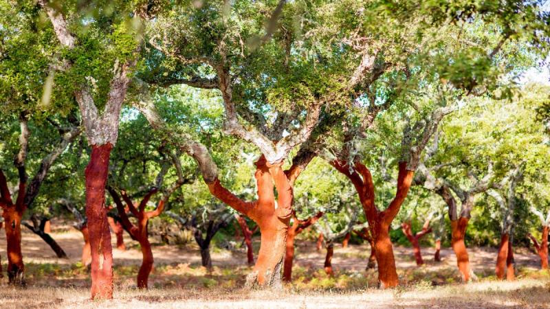 Lisszabontól Algarve-ig