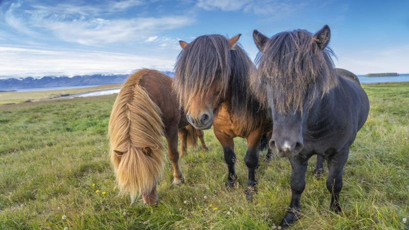 Nagy körutazás Izlandon