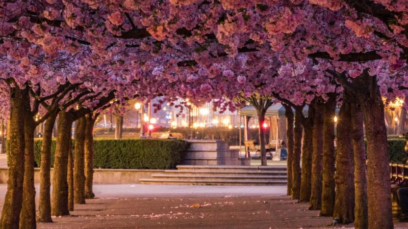 Stockholm - Csoportos Városlátogatás