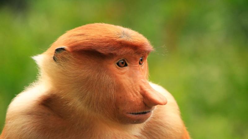 Borneói Kalandok Malájzia körutazás